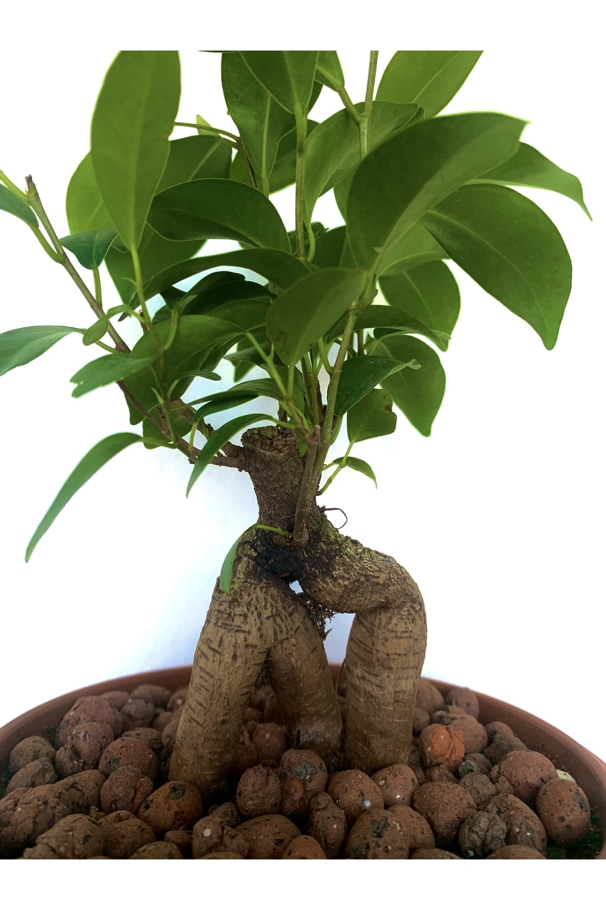 bonsai Ficus Ev Ofis Salon Süs Bitkisi